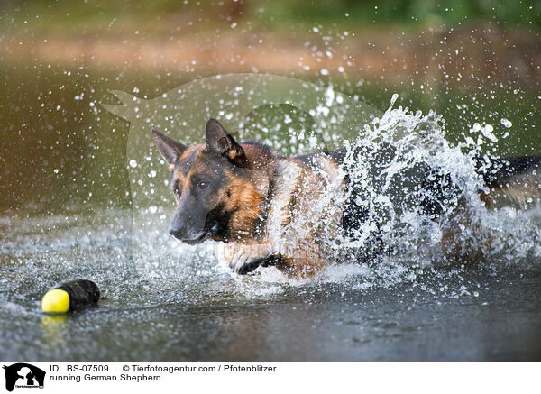 rennender Deutscher Schferhund / running German Shepherd / BS-07509