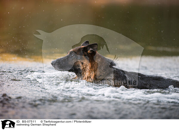 schwimmender Deutscher Schferhund / swimming German Shepherd / BS-07511