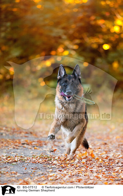 rennender Deutscher Schferhund / running German Shepherd / BS-07512