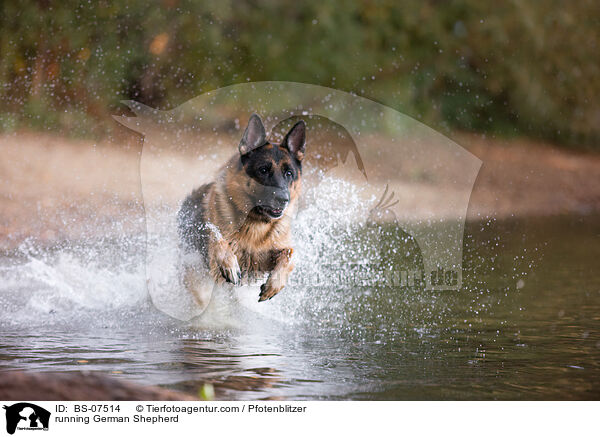 rennender Deutscher Schferhund / running German Shepherd / BS-07514