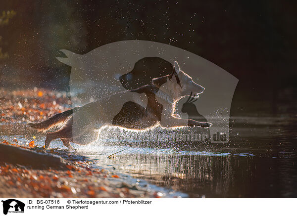 rennender Deutscher Schferhund / running German Shepherd / BS-07516