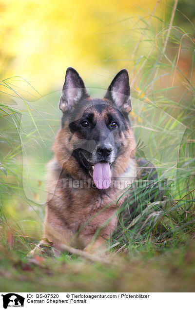 Deutscher Schferhund Portrait / German Shepherd Portrait / BS-07520