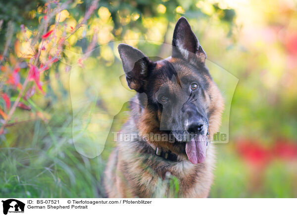 Deutscher Schferhund Portrait / German Shepherd Portrait / BS-07521