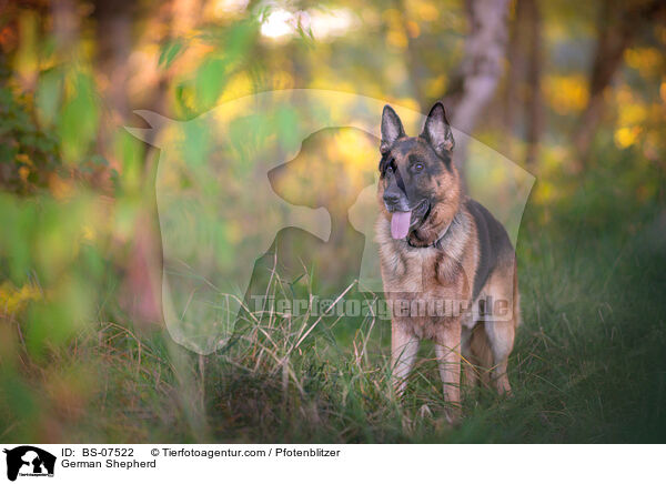 Deutscher Schferhund / German Shepherd / BS-07522