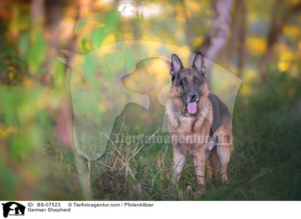 Deutscher Schferhund / German Shepherd / BS-07523