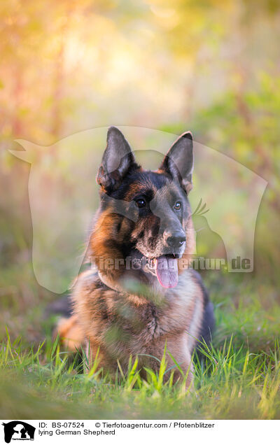 liegender Deutscher Schferhund / lying German Shepherd / BS-07524