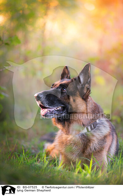 liegender Deutscher Schferhund / lying German Shepherd / BS-07525