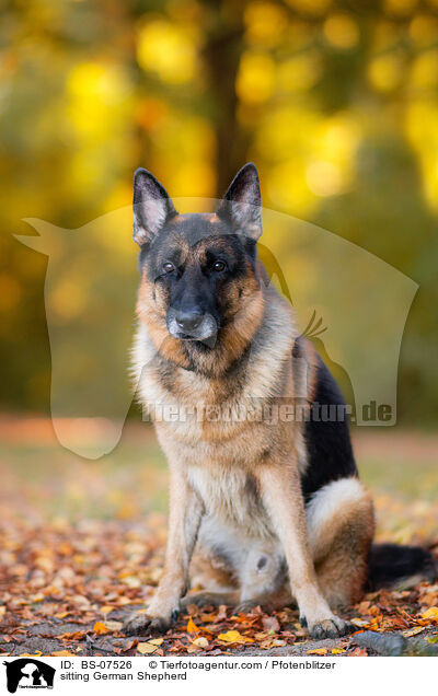 sitzender Deutscher Schferhund / sitting German Shepherd / BS-07526