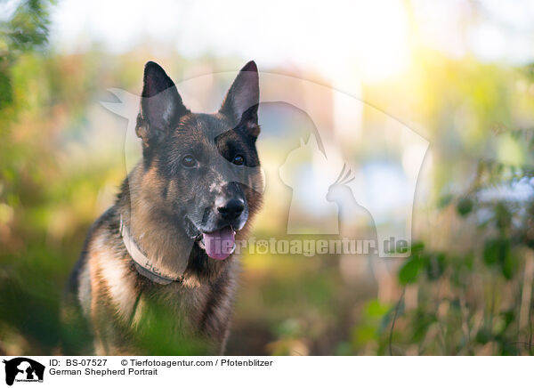 Deutscher Schferhund Portrait / German Shepherd Portrait / BS-07527