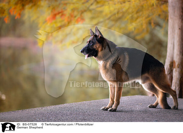 Deutscher Schferhund / German Shepherd / BS-07528