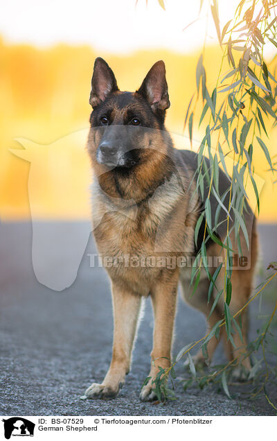 Deutscher Schferhund / German Shepherd / BS-07529