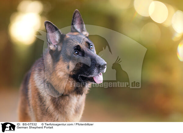 Deutscher Schferhund Portrait / German Shepherd Portait / BS-07532