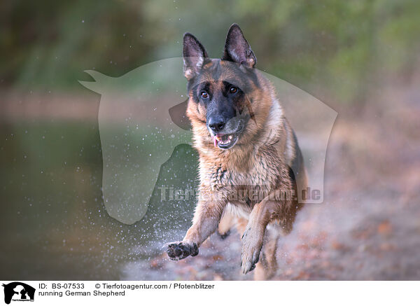 rennender Deutscher Schferhund / running German Shepherd / BS-07533