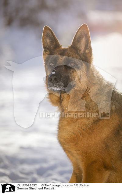 Deutscher Schferhund Portrait / German Shepherd Portrait / RR-98552