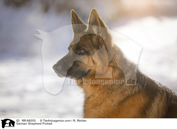 Deutscher Schferhund Portrait / German Shepherd Portrait / RR-98555