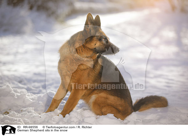 Deutscher Schferhund sitzt im Schnee / German Shepherd sits in the snow / RR-98556