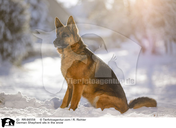 Deutscher Schferhund sitzt im Schnee / German Shepherd sits in the snow / RR-98558