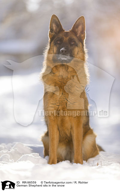 Deutscher Schferhund sitzt im Schnee / German Shepherd sits in the snow / RR-98559