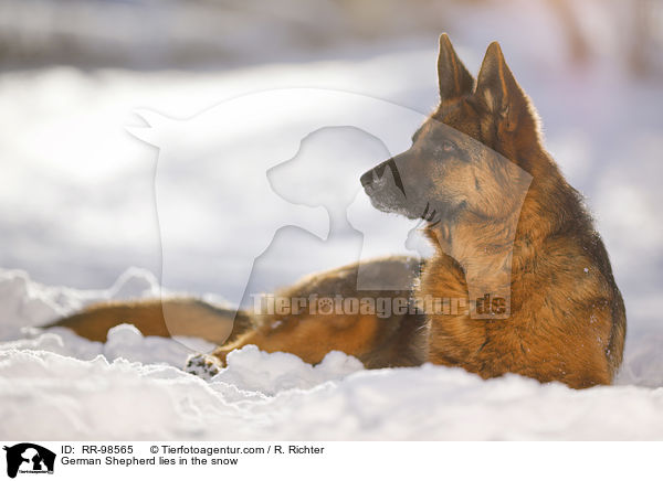 Deutscher Schferhund liegt im Schnee / German Shepherd lies in the snow / RR-98565