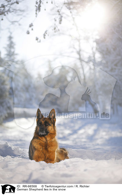 Deutscher Schferhund liegt im Schnee / German Shepherd lies in the snow / RR-98568