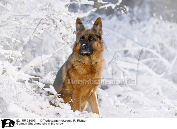 Deutscher Schferhund sitzt im Schnee / German Shepherd sits in the snow / RR-98605