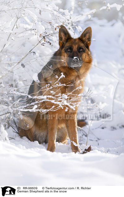 Deutscher Schferhund sitzt im Schnee / German Shepherd sits in the snow / RR-98609
