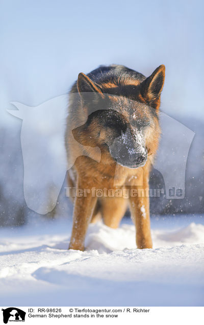 Deutscher Schferhund steht im Schnee / German Shepherd stands in the snow / RR-98626
