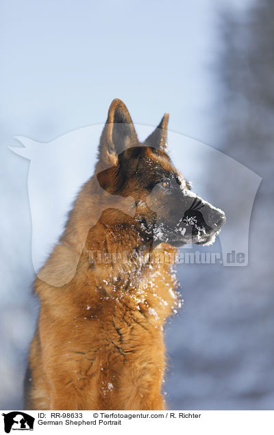 Deutscher Schferhund Portrait / German Shepherd Portrait / RR-98633