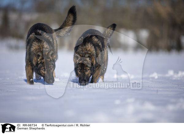 German Shepherds / RR-98734