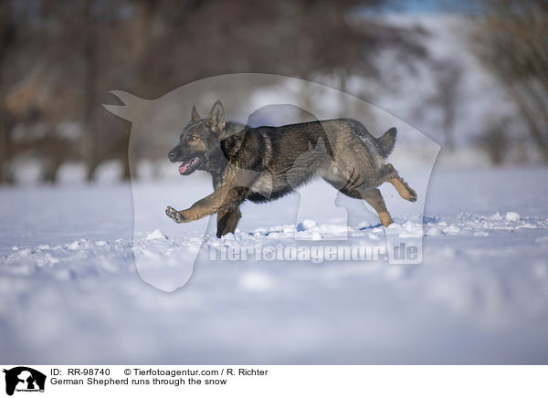 German Shepherd runs through the snow / RR-98740