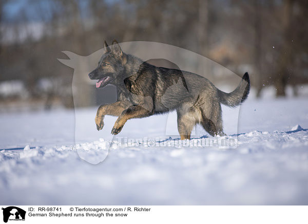 German Shepherd runs through the snow / RR-98741