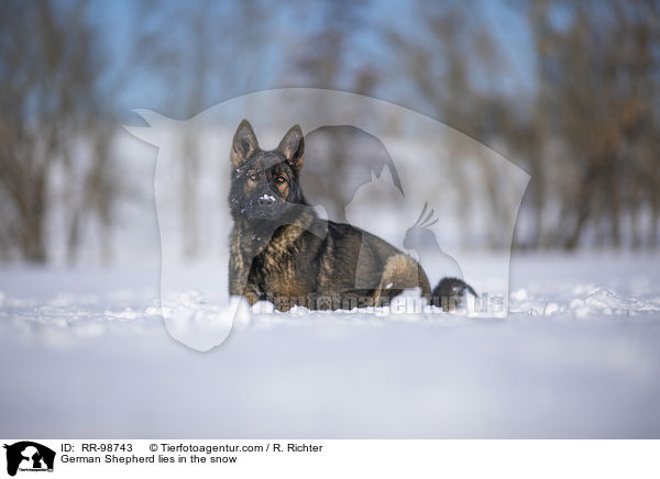 German Shepherd lies in the snow / RR-98743