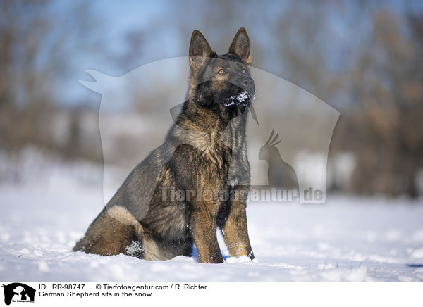 German Shepherd sits in the snow / RR-98747