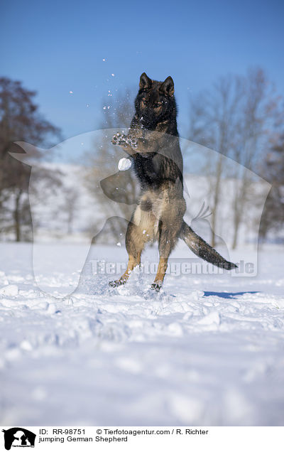 jumping German Shepherd / RR-98751