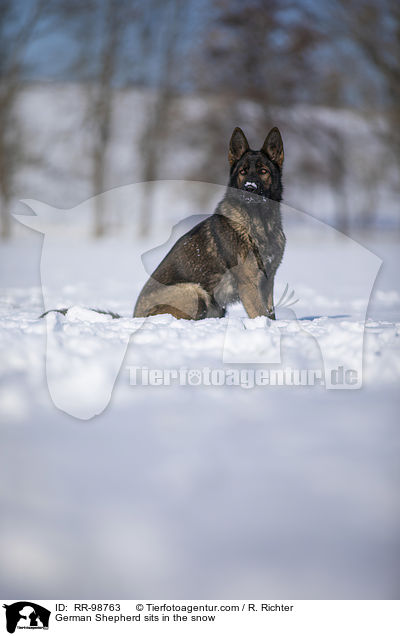 Deutscher Schferhund sitzt im Schnee / German Shepherd sits in the snow / RR-98763