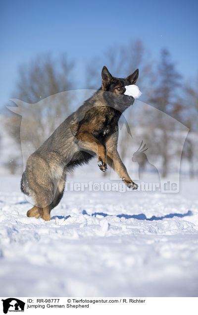 springender Deutscher Schferhund / jumping German Shepherd / RR-98777