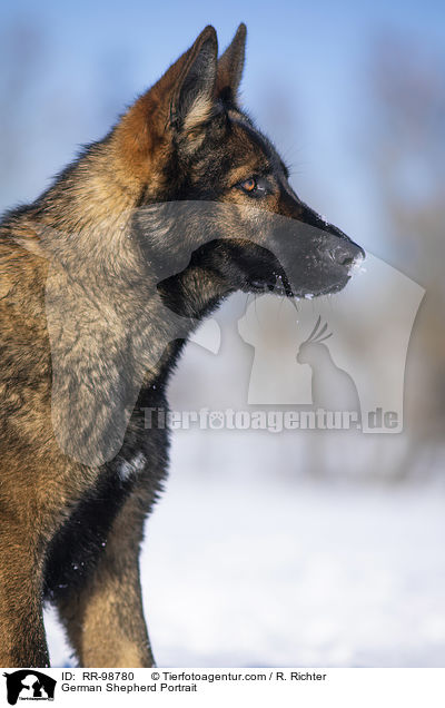 Deutscher Schferhund Portrait / German Shepherd Portrait / RR-98780