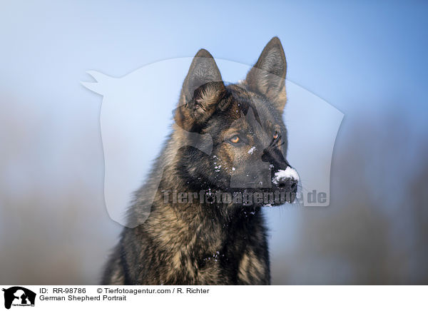 Deutscher Schferhund Portrait / German Shepherd Portrait / RR-98786