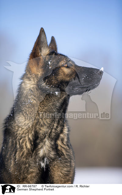 Deutscher Schferhund Portrait / German Shepherd Portrait / RR-98787