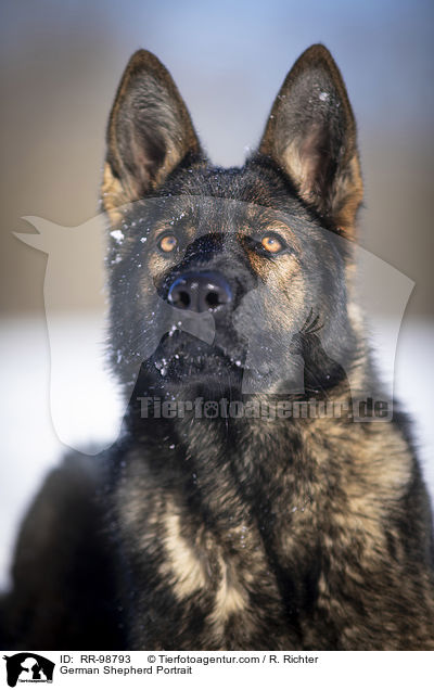 Deutscher Schferhund Portrait / German Shepherd Portrait / RR-98793