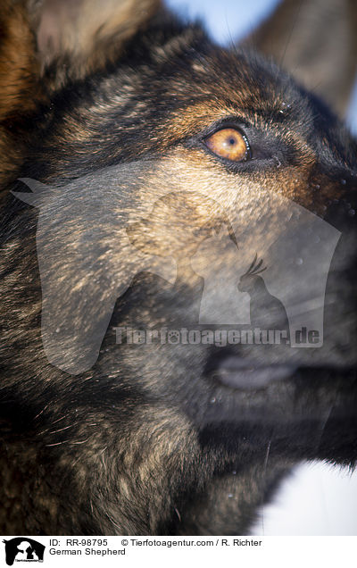 Deutscher Schferhund / German Shepherd / RR-98795