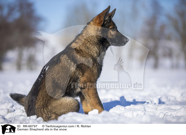 Deutscher Schferhund sitzt im Schnee / German Shepherd sits in the snow / RR-98797