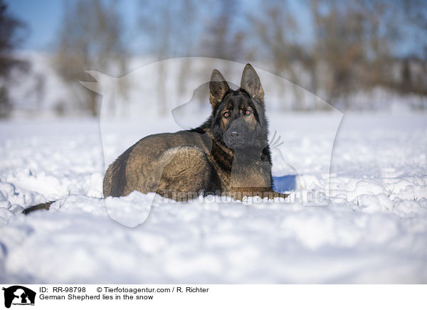 Deutscher Schferhund liegt im Schnee / German Shepherd lies in the snow / RR-98798