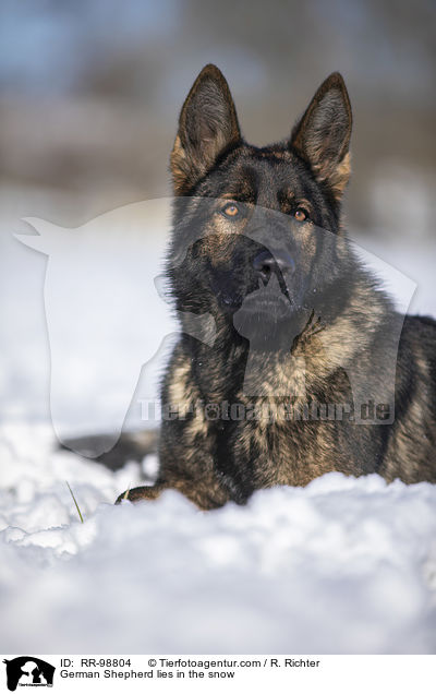 Deutscher Schferhund liegt im Schnee / German Shepherd lies in the snow / RR-98804