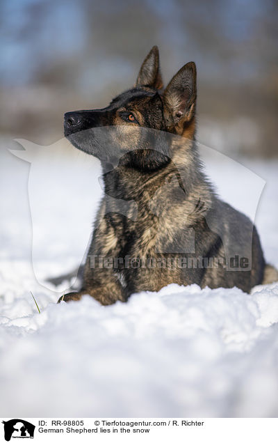 German Shepherd lies in the snow / RR-98805