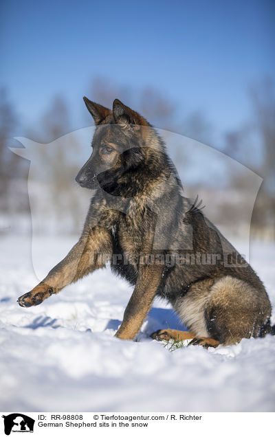 Deutscher Schferhund sitzt im Schnee / German Shepherd sits in the snow / RR-98808