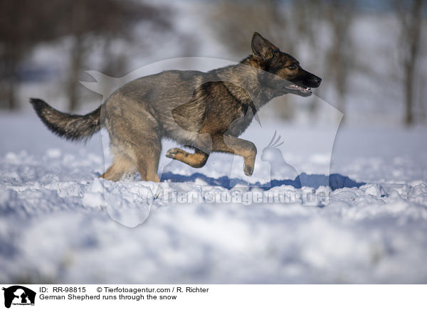 German Shepherd runs through the snow / RR-98815