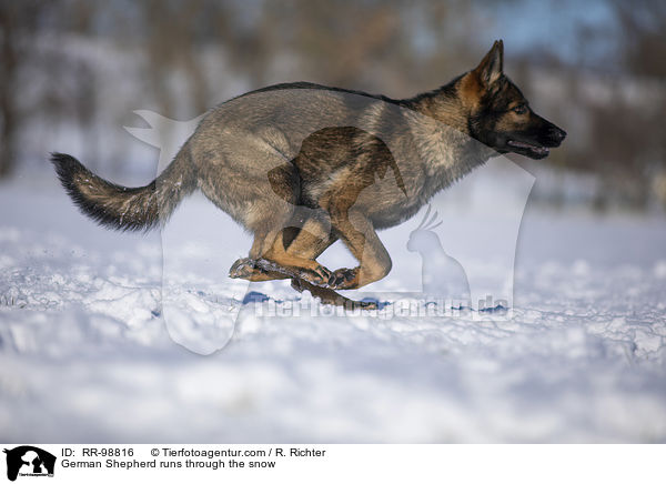 German Shepherd runs through the snow / RR-98816
