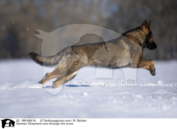 German Shepherd runs through the snow / RR-98819