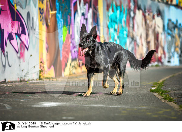 walking German Shepherd / YJ-15049